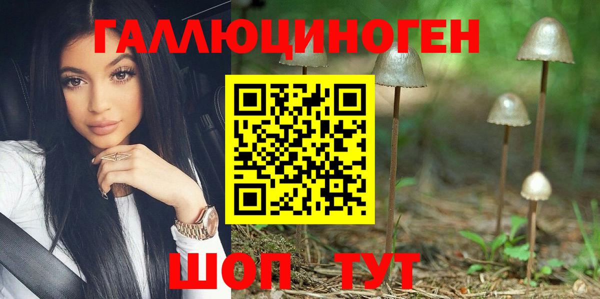 Псилоцибиновые грибы Psilocybe Горно-Алтайск